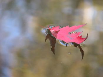 Red leaf on still water