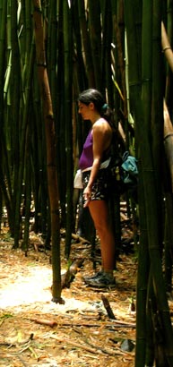 Standing in a bamboo forest