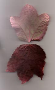 Light pink and dark maroon leaf